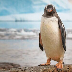 grey &camo short lulu